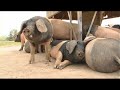 Das tr�umende Schwein
