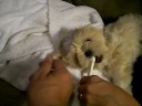 New puppy in the house...