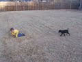 Coley's Make'n A Duck Dog Trianer!