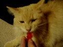Darby eats a gummmie bear
