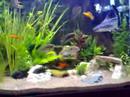 haimalle 520 liter donmink shark in tank with jack dempsey