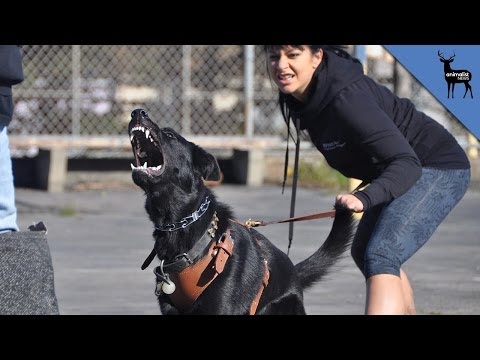 What Makes a Dog Aggressive%3F
