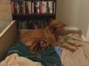 Tula whelping Part 1