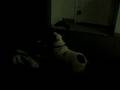 Roccow fights a bowl