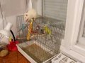 Patkány vs papagáj