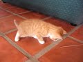Tiny kitten playing
