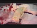 Salinas Valley State Prison "Gang War"  part2