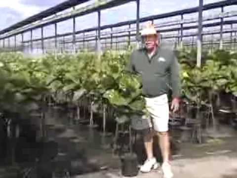 how to care for ficus lyrata