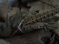 ANiMALi DEL BOSCO - RETTiLi - ViPERA ASPiS/01