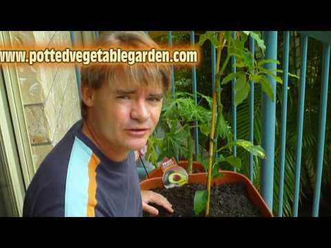 how to transplant a small avocado tree