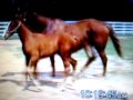Chestnut Quarter Horse Mare for Sale