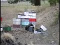 Black Bear Stealing Honey Black Bear Stealing Honey