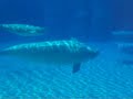 Belugas Belugas