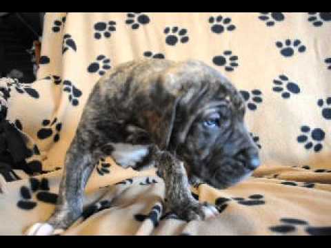 Brindle boy 5 weeks old