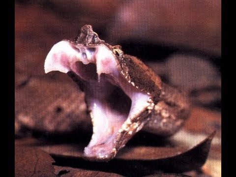 snake