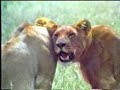 Predators Attacks Predators Attacks