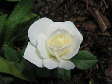 ulihedi - for you! queen of flowers, images of beautiful white roses All rights belong to the respective copyright owners!