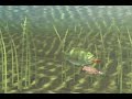 Bass Fishing Tip and Techniques- Vegetation