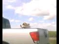 funny dog perro divertido funny dog perro divertido