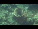 Sandy Point Reef St Kitts