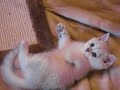 Британские Котята окраса Серебристая Шиншилла