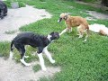 Borzoi puppies C kennel SNORLAX CZ Borzoi puppies C kennel SNORLAX CZ
