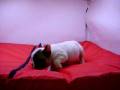 videos de Bulldog Frances Macho COV REF:109