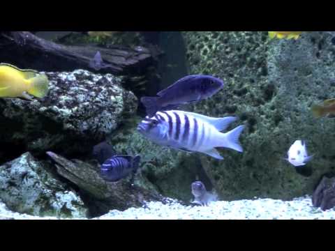 how to care for mbuna cichlids