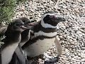 Pingüino magallanes - Punta Tombo - Chubut - Argentina