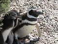 Pingüino magallanes - Punta Tombo - Chubut - Argentina
