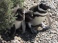 Pingüino magallanes - Punta Tombo - Chubut - Argentina