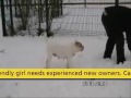 Dogs Trust West London (Harefield): Margaret the Bulldog Plays in the Snow