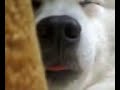 mojo-the-amazing-japanese-spitz.html