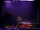 Pearl Jardini Arowana - full tank view