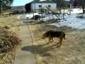videos de 2009-01-05-Mr Bingo Bruiser walking