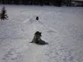 crashing sleds
