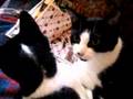 cat is talking to me meow!!