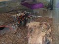 Brachypelma smithi taking adult locust Brachypelma smithi taking adult locust