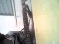fender squere fender squere