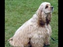 The Dog Montage