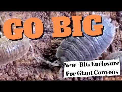 YouTube reptile video