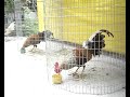 GALLOS DE COMBATE ¨DOMINGUEZ¨ MOCOA PTYO