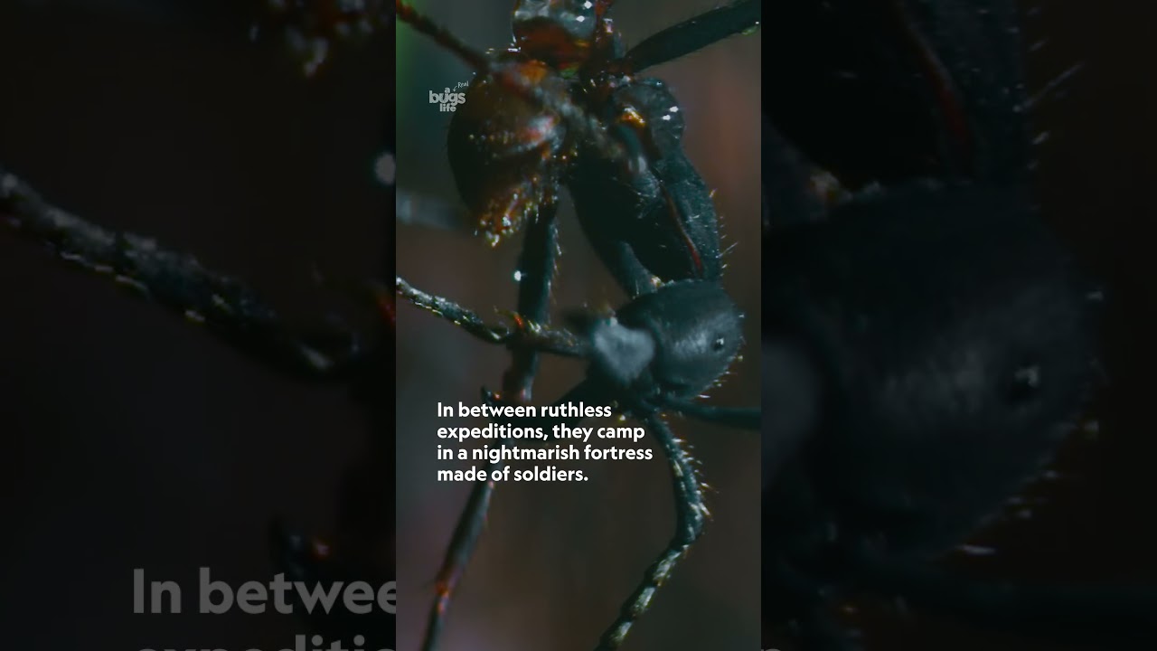 Army ants = nightmare fuel 🐜😱 #ARealBugsLife #Halloween #SpookySeason