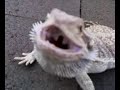 Vicious Bearded Lizard Vicious Bearded Lizard