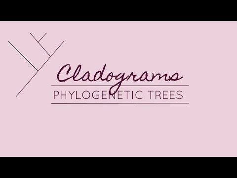 how to read a phylogenetic tree