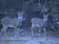 Deer,,