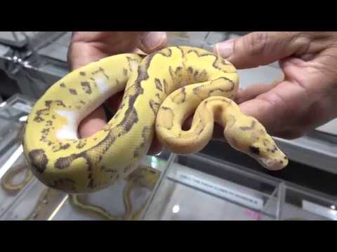 YouTube reptile video
