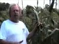 Genetically engineered and conventional sweet corn -- 2001 o