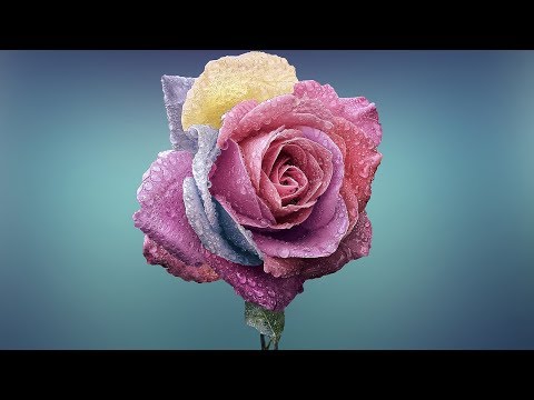 動画
