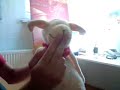 Adolf Schaf vs. den da (sheepwar Teil 1)